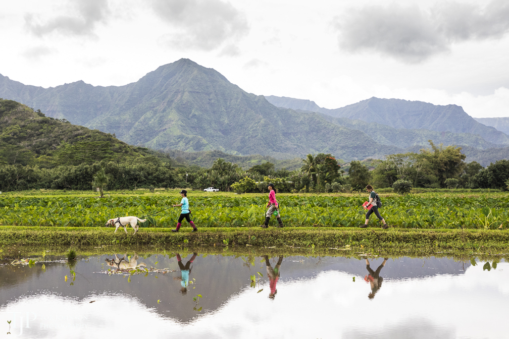 CONSERVATION DOGS OF HAWAII Working to restore and protect the