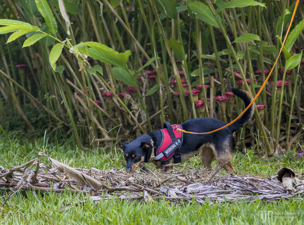 Kaua‘i CRB Survey Request Form – CONSERVATION DOGS OF HAWAII