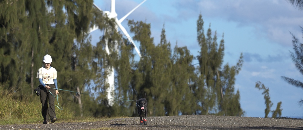 Wind Farm Team Chewie